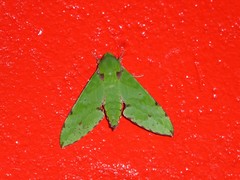 Euchloron megaera serrai