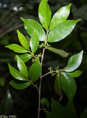 Pyrostria