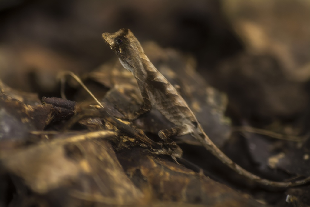 Yellow-Tongued Anole