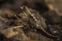 Yellow-Tongued Anole photo 1