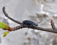 Platycerus caprea