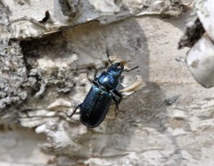 Platycerus caprea