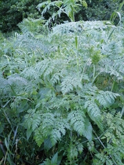 Apiaceae