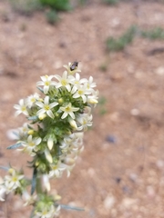 Ipomopsis spicata
