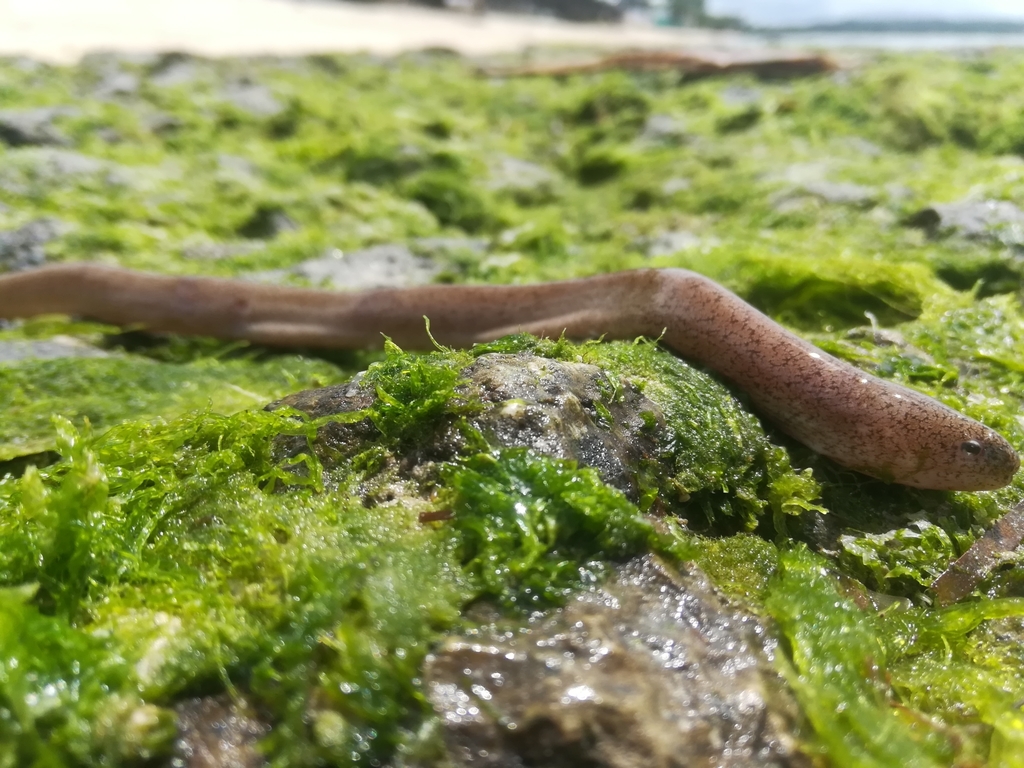 Tidepool snake moray (Uropterygius micropterus) — Muraenidae