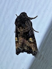 Euplexia benesimilis