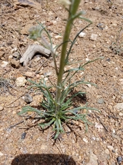 Ipomopsis spicata