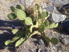 Opuntia tapona