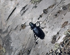 Platycerus caprea