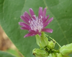Lactuca graminifolia