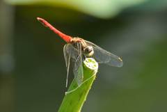 Sympetrum cordulegaster