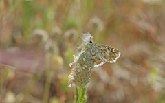 Pyrgus onopordi