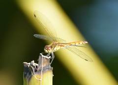 Sympetrum cordulegaster