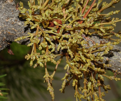 Arceuthobium americanum