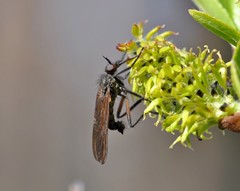 Empis borealis