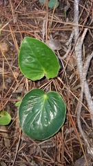 Pelargonium asarifolium