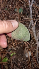 Pelargonium asarifolium