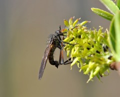 Empis borealis