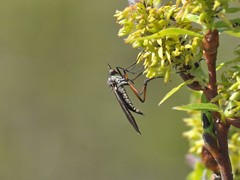Empis borealis