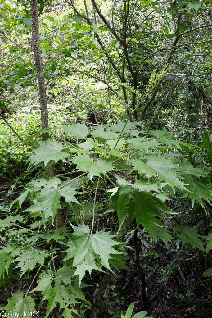 Laportea perrieri