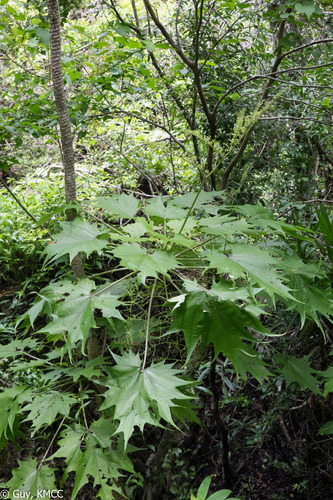 Laportea perrieri