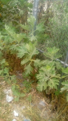 Verbesina fastigiata