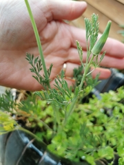 Eschscholzia californica