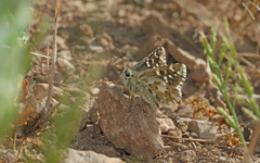 Pyrgus onopordi
