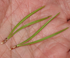 Arceuthobium americanum