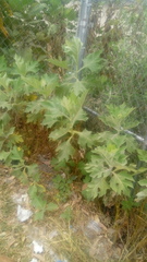 Verbesina fastigiata