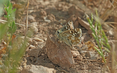Pyrgus onopordi