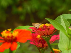 Polites vibex praeceps