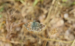 Pyrgus onopordi