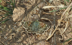Pyrgus onopordi