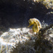 Observation photo