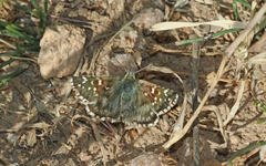 Pyrgus onopordi
