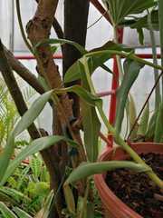 Nepenthes sanguinea