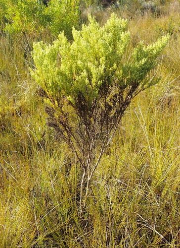 Image of Thesium foliosum by (c) Nicola van Berkel, some rights reserved (CC BY-SA)