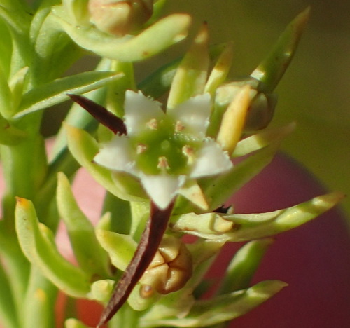Image of Thesium foliosum by (c) Nicola van Berkel, some rights reserved (CC BY-SA)