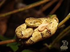 Bothrops osbornei