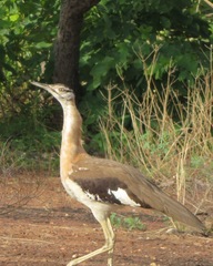 Neotis denhami denhami