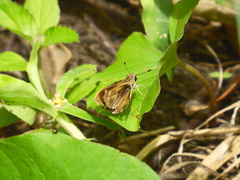 Polites vibex praeceps