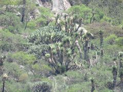 Yucca decipiens