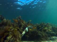 Notolabrus tetricus