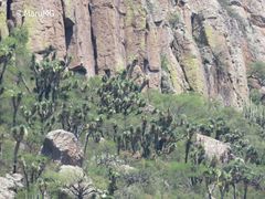 Yucca decipiens