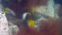 Notolabrus tetricus