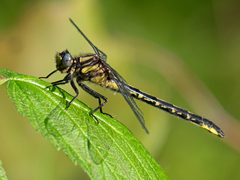 Phanogomphus borealis