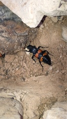 Nicrophorus guttula