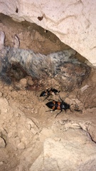 Nicrophorus guttula