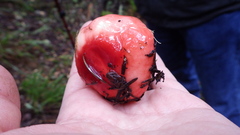 Russula californiensis